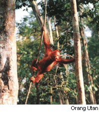 orang_utan.gif (45650 bytes)