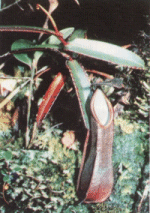 pitcherplant.gif (31048 bytes)