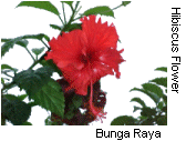 raya.gif (10463 bytes)